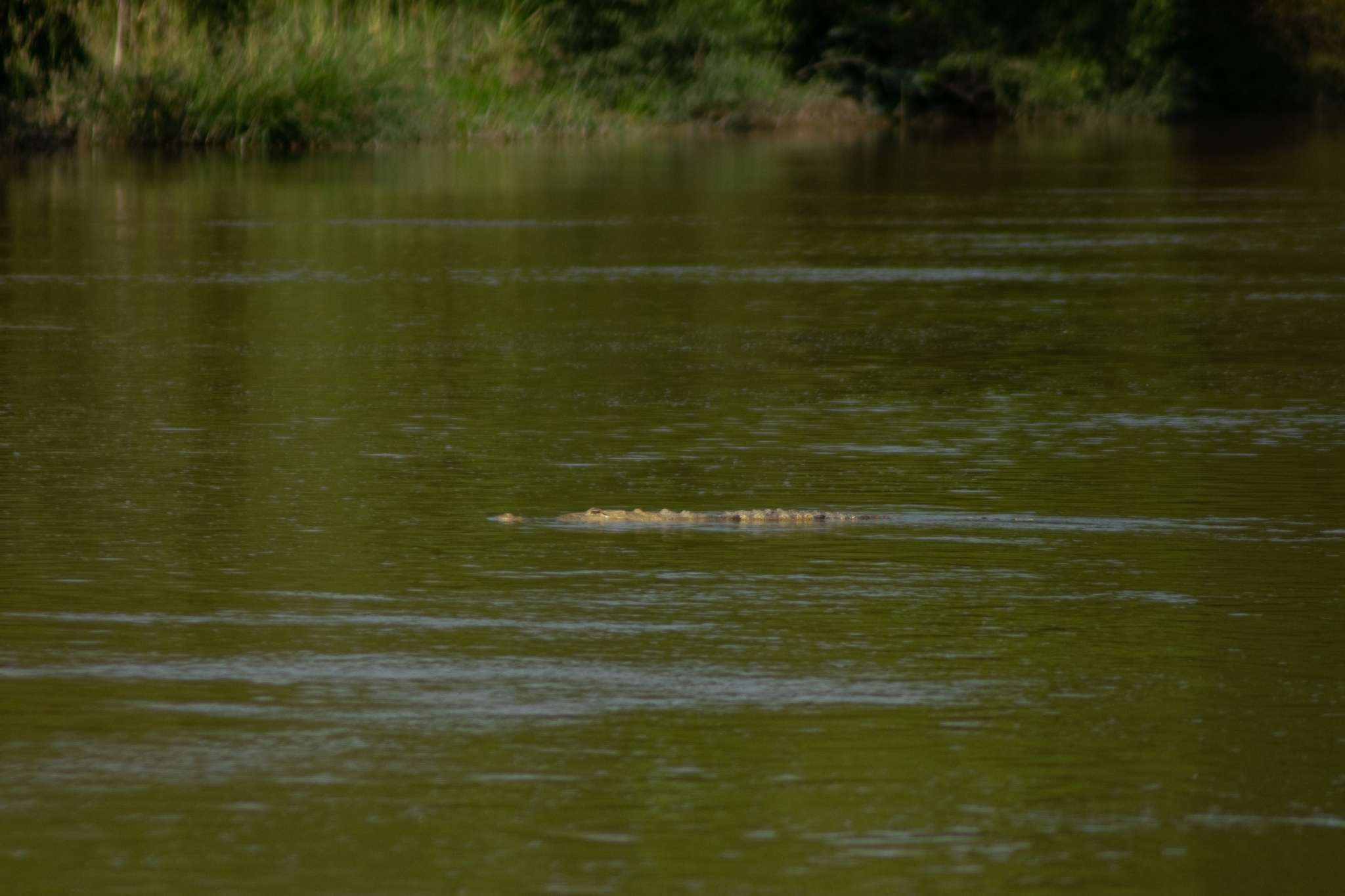 Crocodylus image