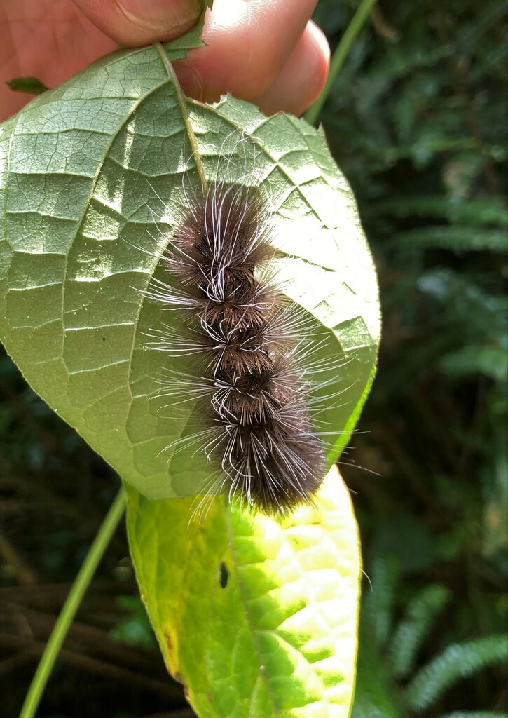 Butterflies and Moths from Kanungu, Uganda on February 15, 2023 at 11