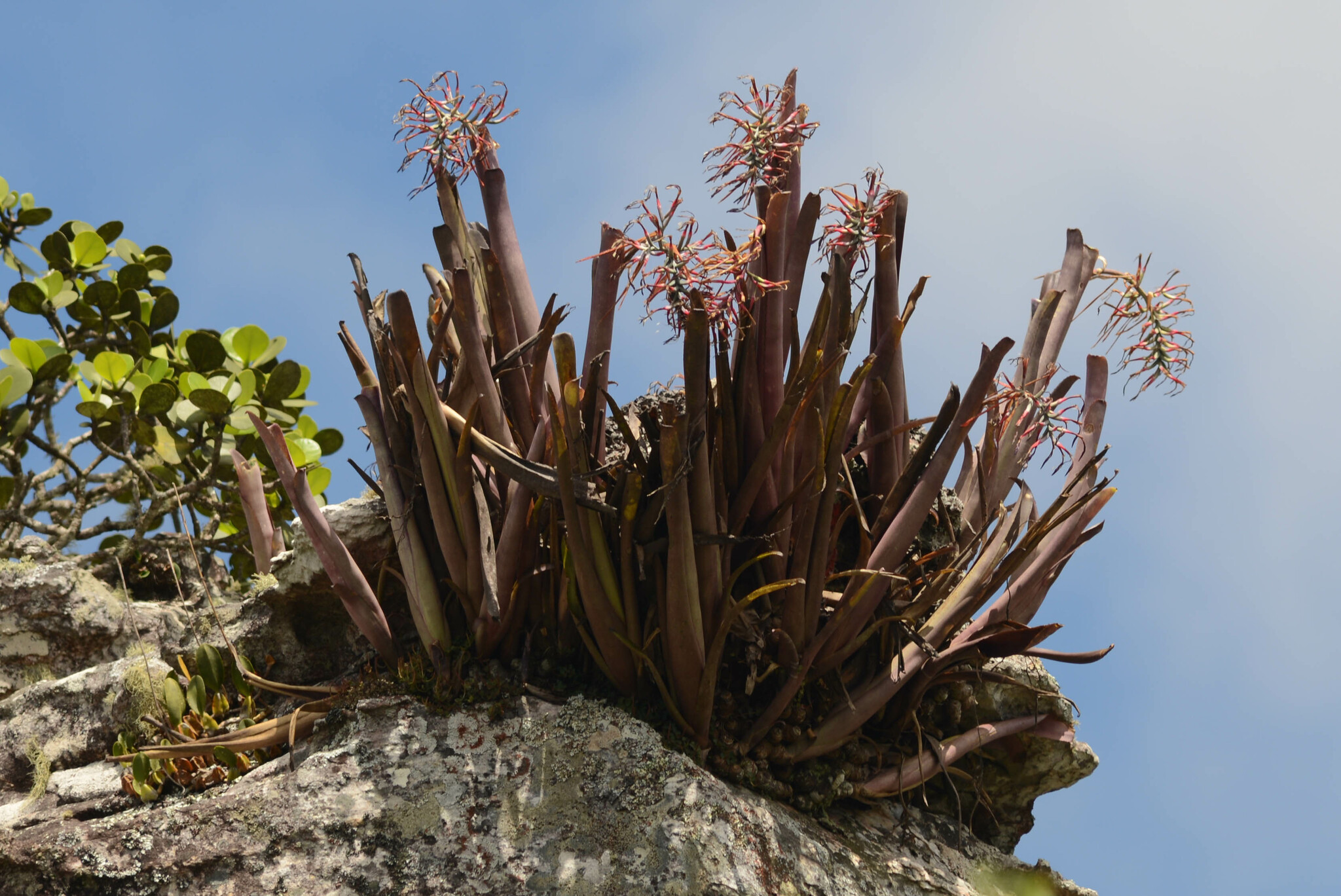 Imagem de Billbergia