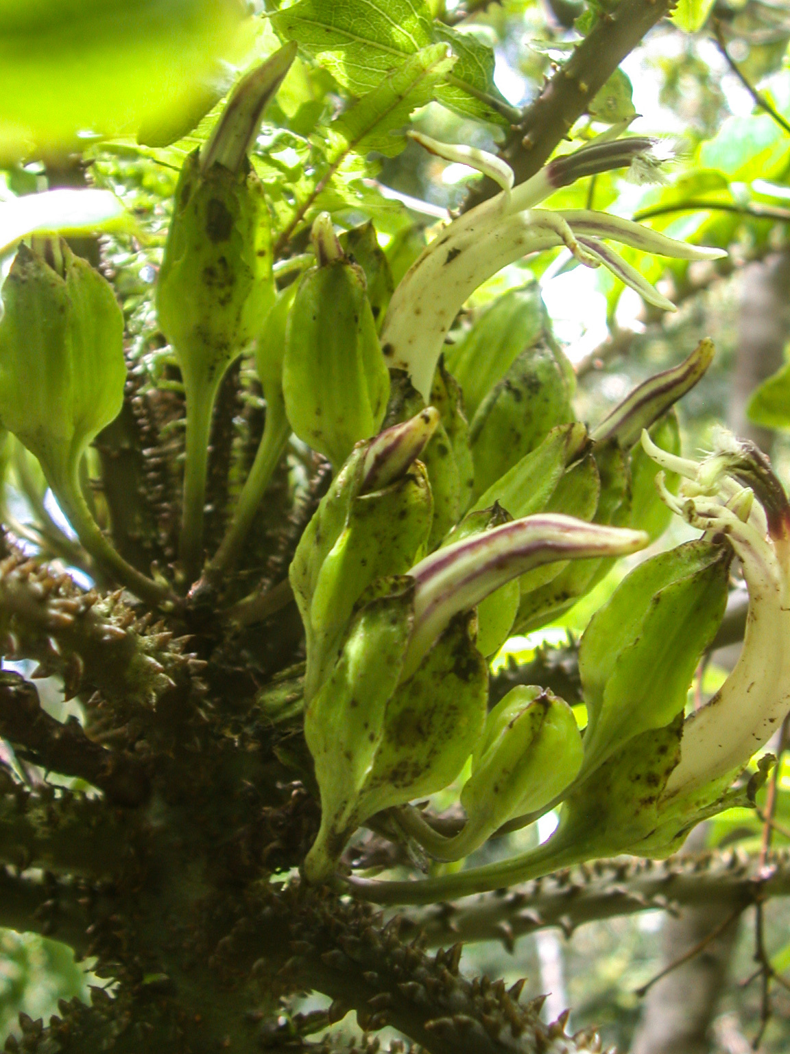 Cyanea magnicalyx