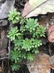 Sedum glaucophyllum
