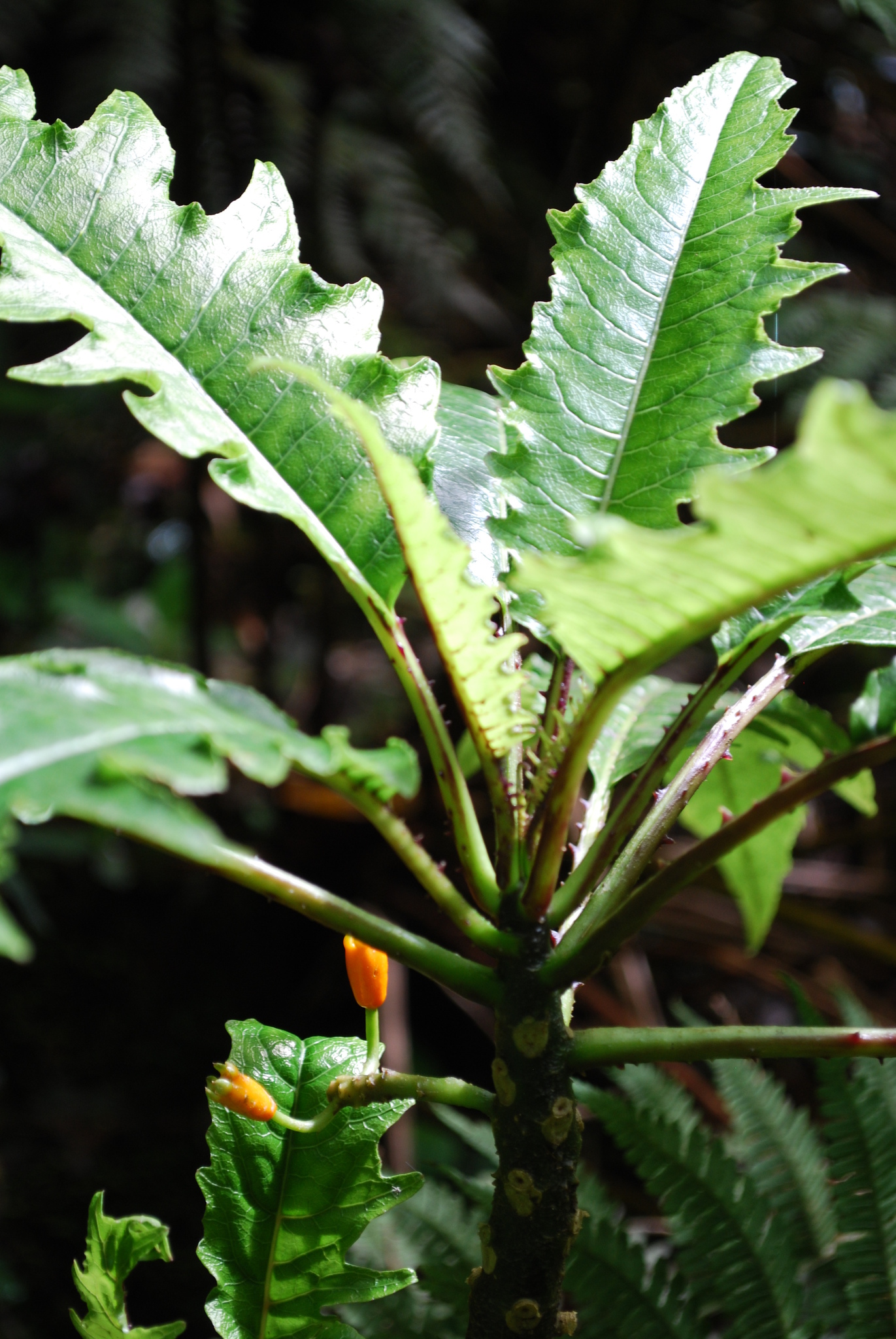 Cyanea maritae