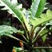 Cyanea maritae - Photo (c) Kenneth R. Wood (NTBG), some rights reserved (CC BY-NC), uploaded by Kenneth R. Wood (NTBG)