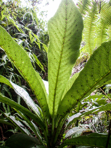 Mceldowney's Cyanea (Cyanea mceldowneyi) · iNaturalist