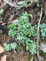 Antennaria virginica