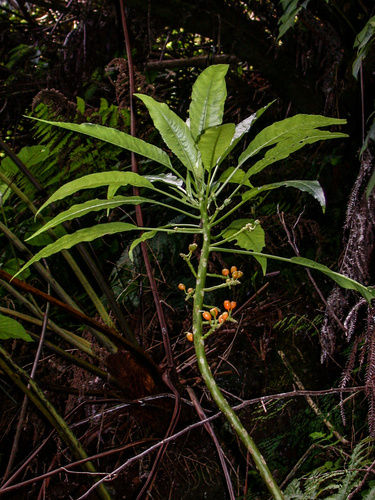 Mapulehu Valley cyanea (Cyanea profuga)