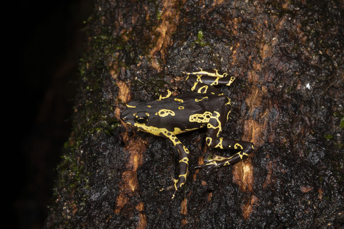 Hoogmoed Harlequin Toad, Atelopus hoogmoedi