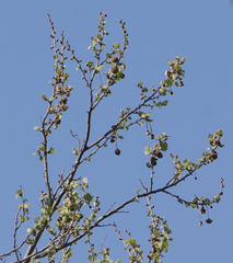 Platanus occidentalis