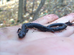 Plethodon richmondi