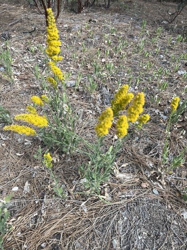 iNaturalist observation photo of velvety goldenrod