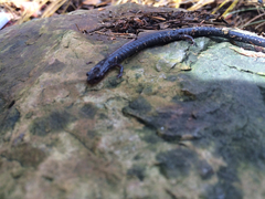Plethodon richmondi
