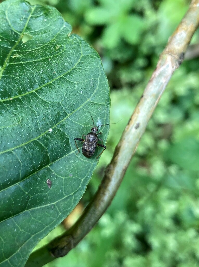 Plant Bugs from Kanungu, Uganda on February 15, 2023 at 12:56 PM by ...