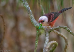 Pink-Headed Warbler photo 4