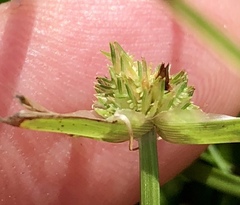 Cyperus metzii