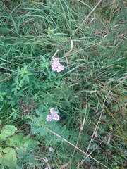 Achillea roseo-alba