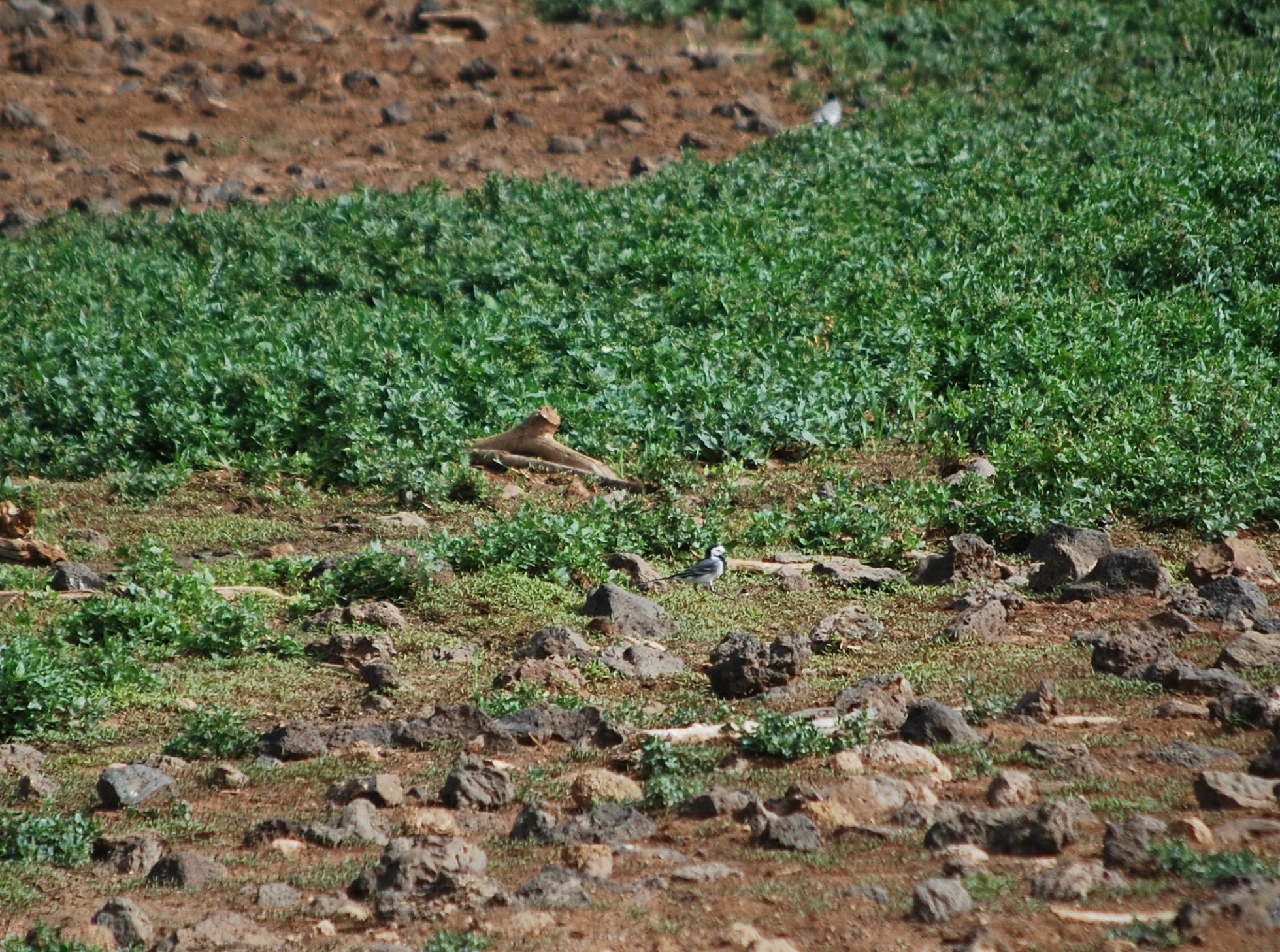 Lavandera blanca