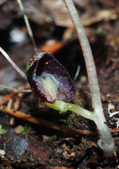 Corybas vitreus