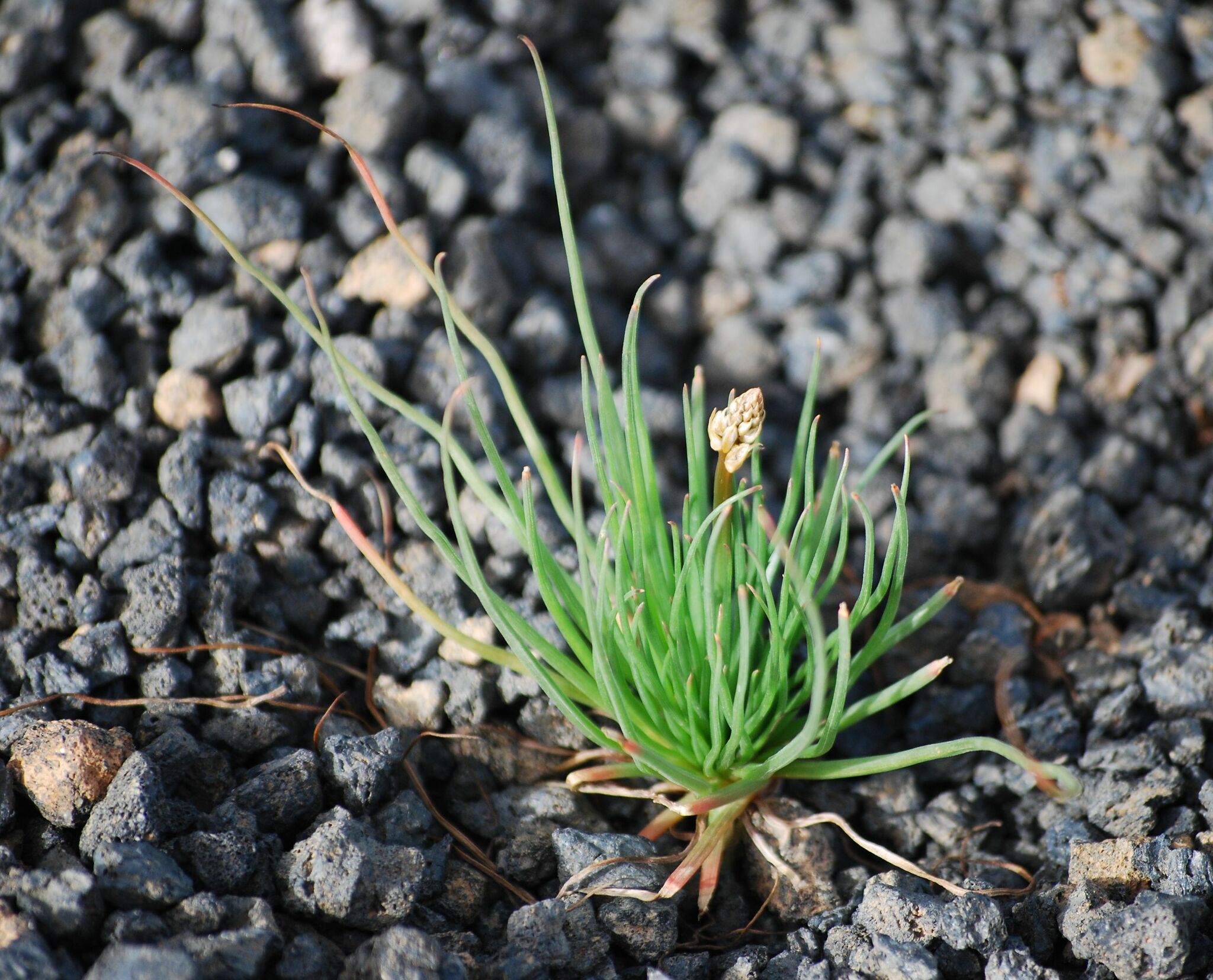Asphodelus tenuifolius
