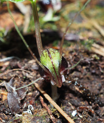 Corybas vitreus