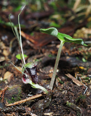 Corybas vitreus