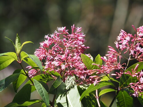 Image of Fuchsia arborescens by (c) Matt Muir, some rights reserved (CC BY)