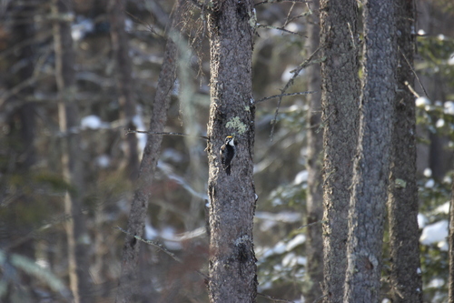 American Three-toed Woodpecker (Eastern)
