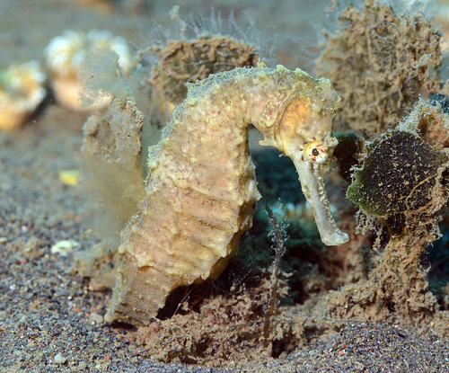 Langsnuit-zeepaardje (Hippocampus trimaculatus) — Syngnathidae