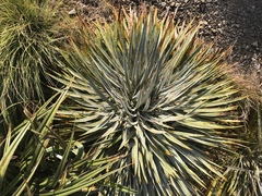 Aciphylla colensoi