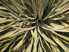 Aciphylla colensoi