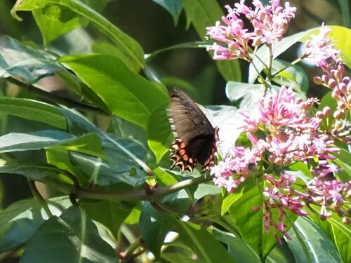 Pink-spotted Cattleheart