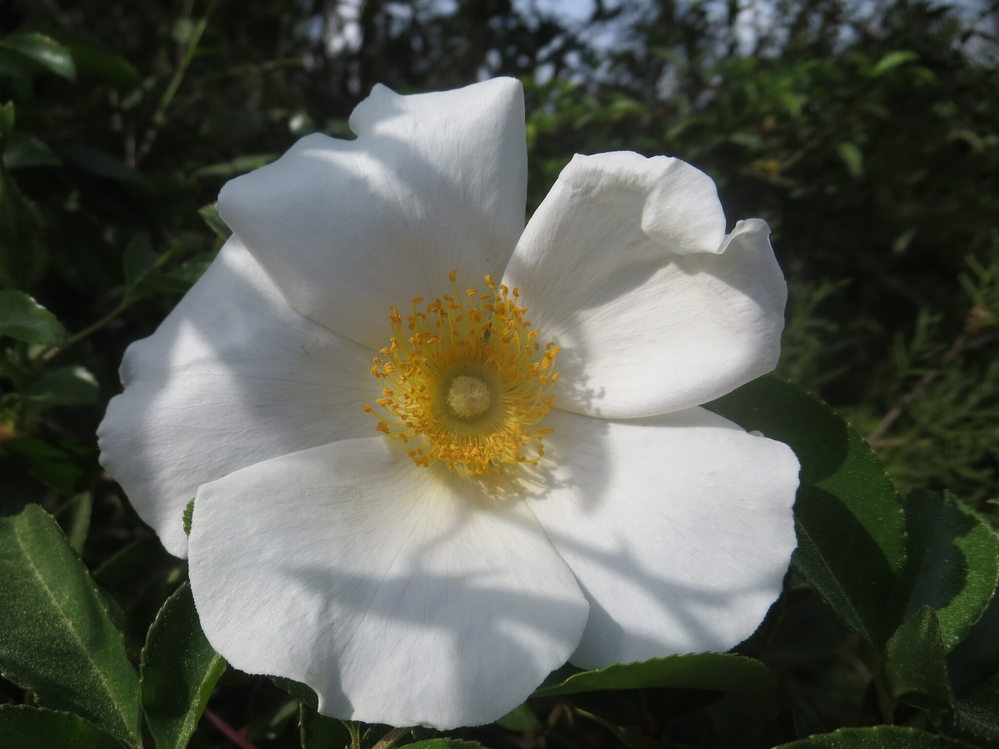 Rosa laevigata Michx.