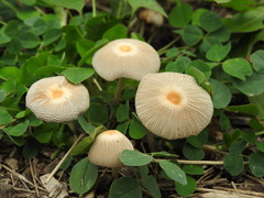 Parasola plicatilis image