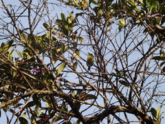 Todirostrum cinereum