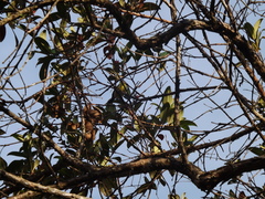 Todirostrum cinereum