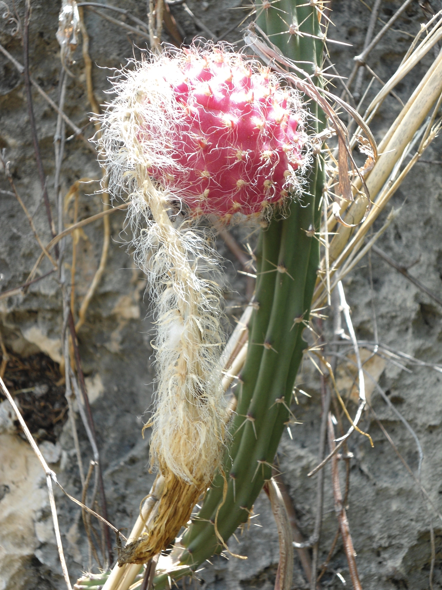 Selenicereus grandiflorus ssp. hondurensis