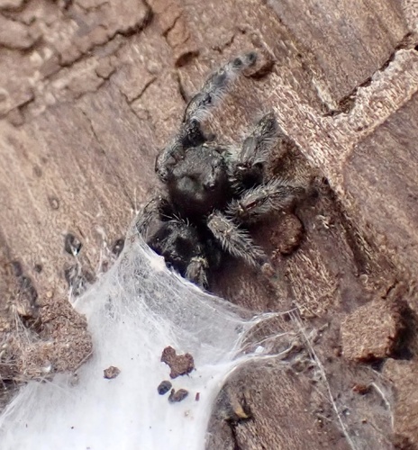 Bold Jumping Spider photographed in Mississippi
