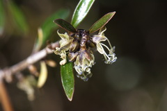 Coprosma propinqua propinqua