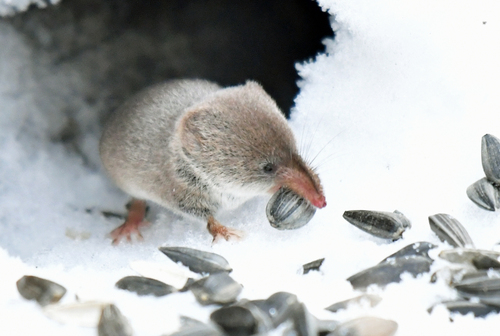 Masked Shrew