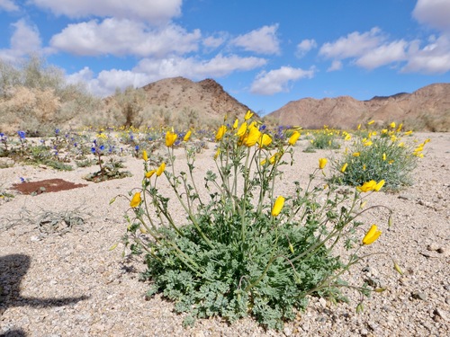 Image of Eschscholzia androuxii by (c) paulexcoff, some rights reserved (CC BY-SA)