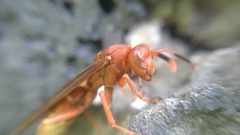 Polistes mexicanus