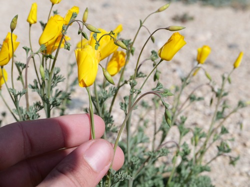 Image of Eschscholzia androuxii by (c) paulexcoff, some rights reserved (CC BY-SA)