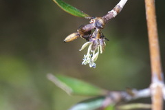 Coprosma propinqua propinqua