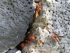 Polistes mexicanus