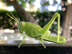 Cyrtacanthacridini