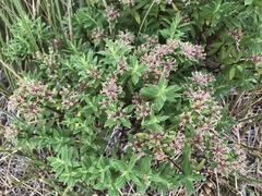 Pimelea gnidia