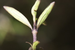 Coprosma propinqua propinqua