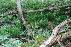 Asplenium scolopendrium americanum