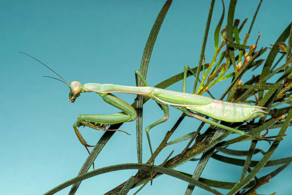 Pseudomantis
