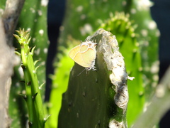 Callophrys xami