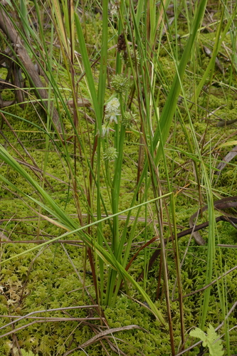 Burr-reed (Sparganium subglobosum)